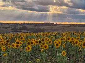A field of sunflowers with clouds and sunlight at The Halt in Maiden Newton