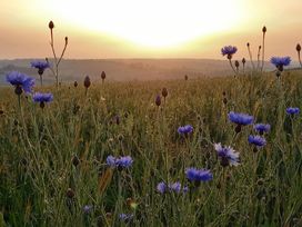 A field with flowers and a sunset at The Halt in Maiden Newton