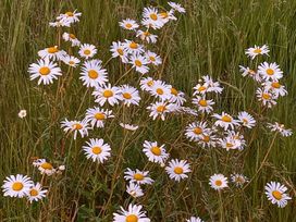 A field of daisies among green grass at The Halt in Maiden Newton
