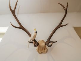 A wall display featuring antlers and a bird at Cotswold House in Moreton-In-Marsh