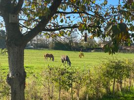 A field with horses grazing near a tree at St Edmunds Church in Fraisthorpe