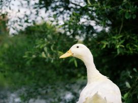 A white duck on the shore at Lillie's Shepherds Hut at Shepherds Lodge Retreat and Wellness Bottesford near Redmile and Vale of Belvoir