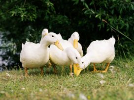 Five ducks on grass near water at Lillie's Shepherds Hut at Shepherds Lodge Retreat and Wellness Bottesford near Redmile and Vale of Belvoir