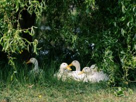 A group of white ducks resting under a tree at Poppie's Shepherds Hut at Shepherds Lodge Retreat and Wellness Bottesford near Redmile and Vale of Belvoir