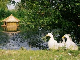 Three ducks beside a pond with a wooden structure in the background at Poppie's Shepherds Hut at Shepherds Lodge Retreat and Wellness, Bottesford near Redmile and Vale of Belvoir
