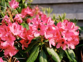 Pink flowers with bees at Poppie's Shepherds Hut at Shepherds Lodge Retreat and Wellness in Bottesford near Redmile and Vale of Belvoir