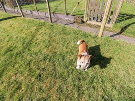 A small dog standing on grass near a wire fence and wooden gate at 1 Brookside in Warcop