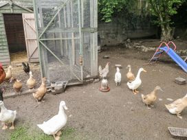 A group of ducks and hens in a yard with a chicken coop at The Hamper in Felingwm near Carmarthen