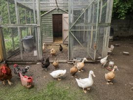 An outdoor area with ducks and chickens near a coop at The Hamper in Felingwm near Carmarthen