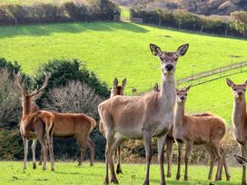 Karow Rudh - Cornwall - 1166261 - thumbnail photo 27