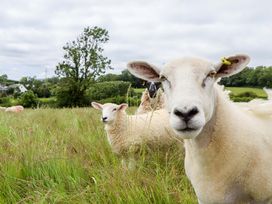Two sheep in a grassy field with trees at Under Oak Pod in Totnes