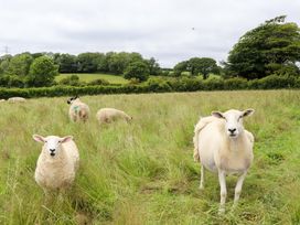 A field with sheep grazing at Under Oak Pod in Totnes