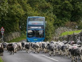 A double-decker bus stopped by a large flock of sheep on a country road with trees and stone fences at Sunnycroft in Keswick