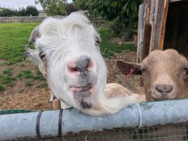 Two goats at a farm in Carnforth