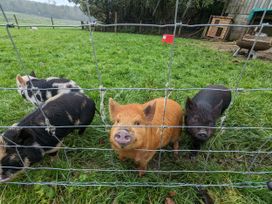 Four pigs in a pen with grass at The Little Farmhouse in Carnforth