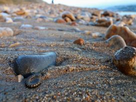 Close up of wet stones and a small shell on a sandy beach with the sea in the background at Carnaby in South Chard