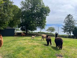 War Horse Valley Orchard View - Devon - 1167164 - thumbnail photo 43