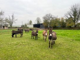 War Horse Valley Orchard View - Devon - 1167164 - thumbnail photo 48