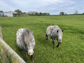 Two spotted ponies on grass in a fenced field with a shed in the background at War Horse Valley Orchard View in Hatherleigh