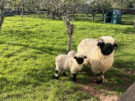 Two sheep standing on grass near a tree with a green shelter in the background at War Horse Valley Orchard View in Hatherleigh