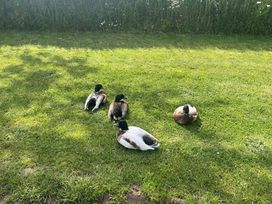 Four ducks resting on grass with tall grass in the background at War Horse Valley Orchard View in Hatherleigh