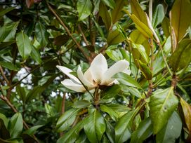A white flower surrounded by green leaves on a tree branch