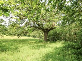 A tree with a swing in a grassy outdoor area at Plas Pontfaen near Fishguard and Newport, Pembrokeshire