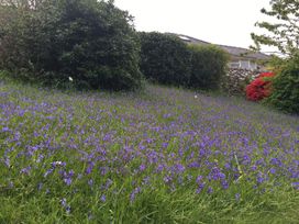 A field of purple flowers with bushes and a stone wall in the background at Bryn Awelon Harlech
