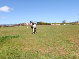 A horse in a grassy field at Fir Lodge in Whitby