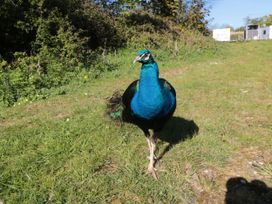 A peacock walking on grass in an outdoor area at Cherry Blossom Lodge, Whitby