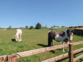 Two horses in a grassy field at Holly Lodge, Whitby