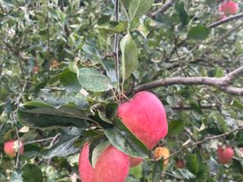 Apples on a tree branch at Dromclough Farmhouse in Dromclough near Listowel, County Kerry