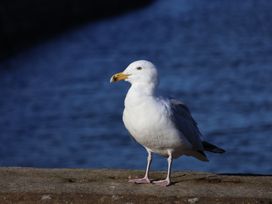 A seagull standing on a ledge near water at Pebble Cottage in Whitby