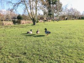 A grassy area with three ducks standing on the grass near trees and houses in the background at Stones Throw in Marston near Barkston