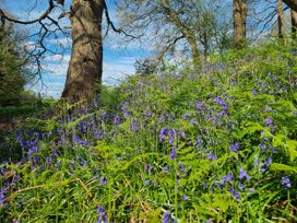 A field of bluebells and ferns near trees at Court House Cottage in Gatcombe near Blakeney