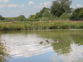 A pond with ducks swimming and vegetation around a fence at Peony in Eardisland