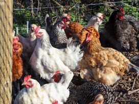 A group of chickens inside a fenced enclosure outdoors