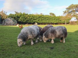 Three sheep grazing on grass in a fenced field with several chickens near a shed and trees at Briar Orchard Annex in Ammerham near Winsham