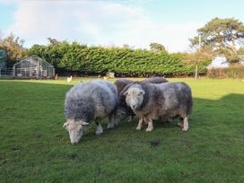 A group of sheep grazing in a green field with chickens and a shed in the background at Briar Orchard Annex in Ammerham near Winsham