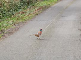 A pheasant walking on a gravel road next to grass and bushes at Pheasants Rise Apartment in Ross-On-Wye