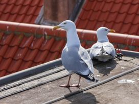 Two seagulls standing on a flat rooftop with orange tiled roof in the background