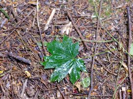 A green wet leaf on a forest floor covered with twigs and dried leaves at Bugail Hut in Llantwit Major