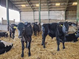 Cattle in a barn with straw covering the floor at Daisy Cottage in Whitchurch Canonicorum near Charmouth