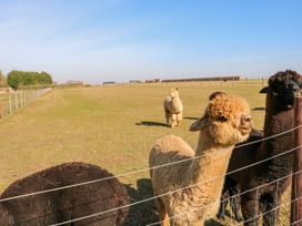 A fenced grassy field with several alpacas standing near the fence at Alpaca Lodge in Barkston
