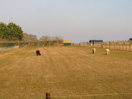 A field with three alpacas grazing and some small green shelters at Alpaca Lodge in Barkston
