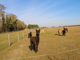 A group of alpacas in a fenced grassy field with trees in the background at Alpaca Lodge in Barkston
