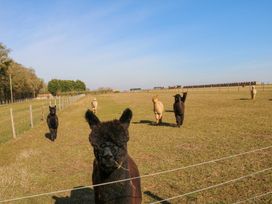 A group of alpacas standing in a fenced grassy field under a blue sky at Alpaca Lodge in Barkston