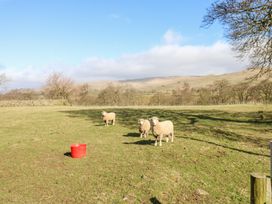 A field with three sheep and a red bucket with hills and trees in the background at Rayson Hall Barns in Ousby
