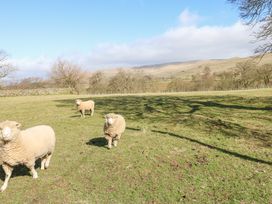 A grassy field with three sheep and distant hills at Rayson Hall Barns in Ousby