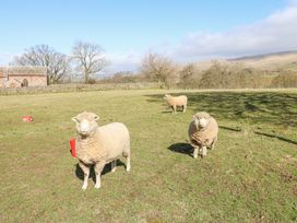 A grassy field with three sheep standing near a stone wall and a brick building in the background at Rayson Hall Barns in Ousby
